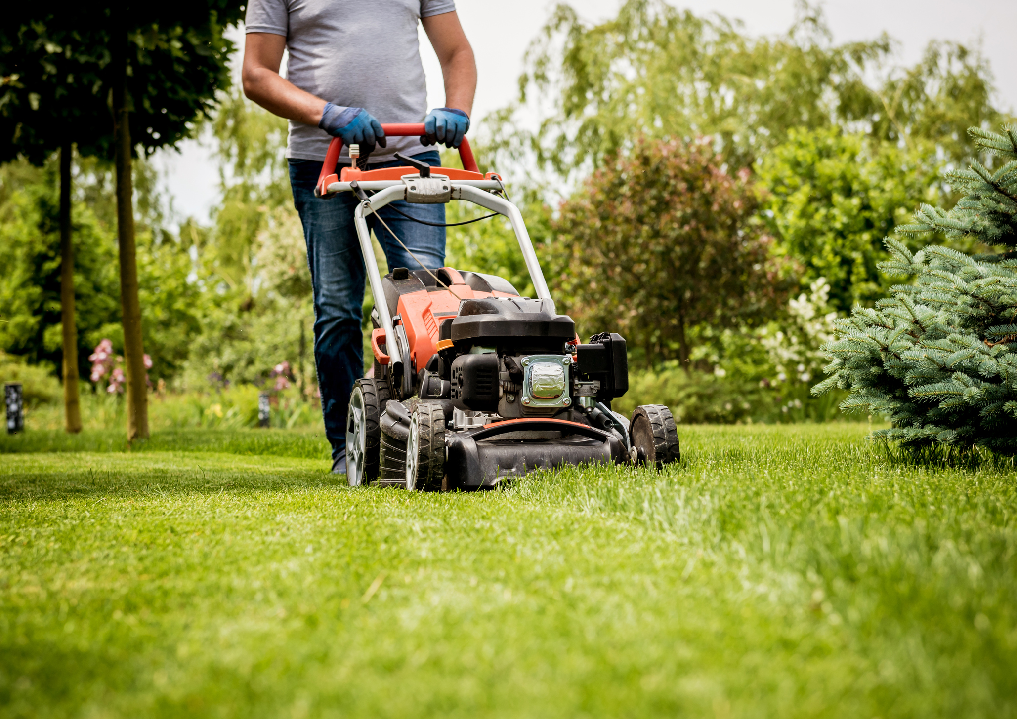 Healthy Summer Lawn Tips